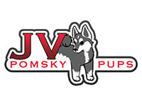 JV Pomsky Pups JV Pomsky Pups
