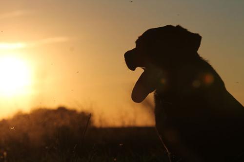 SD Dove Hunting