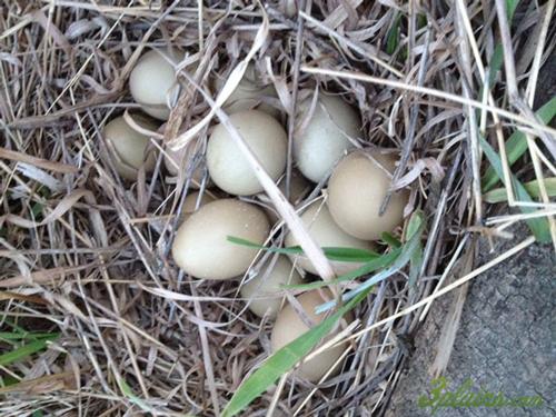 2014 South Dakota Spring Pheasant Hatch