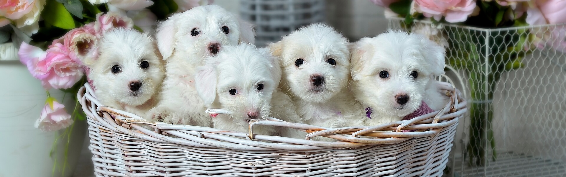 Dog Breeder Website Portfolio & Client Examples Dog Breeder Website Portfolio & Client Examples