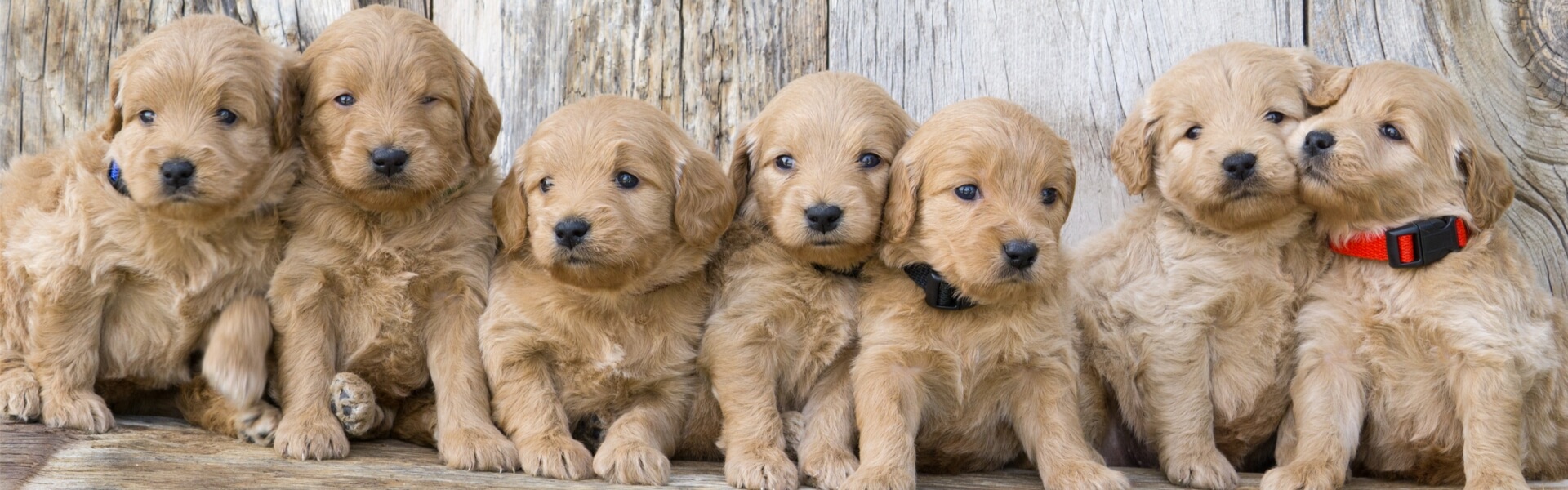 Dog Breeder Logo Design Examples