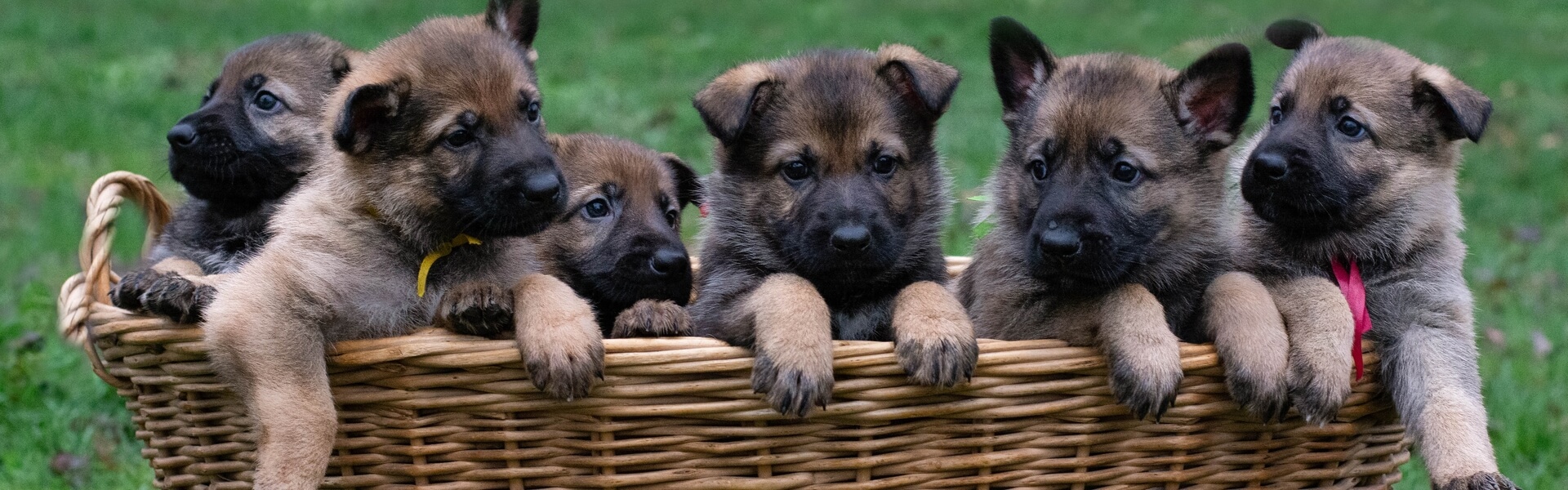 Dog Breeder Website Software Dog Breeder Website Software