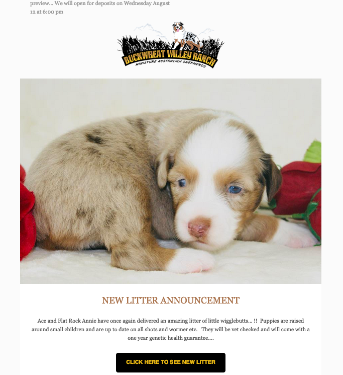 Dog Breeder Email Marketing Dog Breeder Business Cards & Design