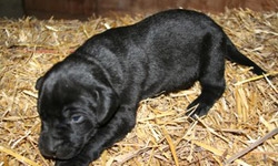 Sell Puppies Online Gun Dog Litter Software Tools