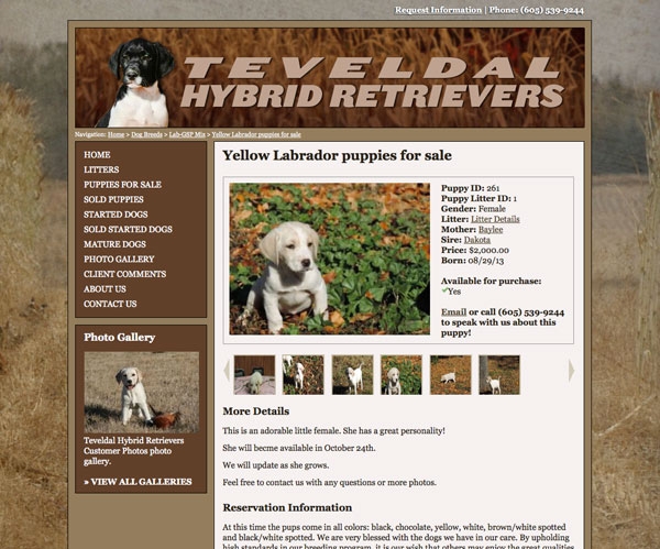 Gun Dog Breeder Websites Gun Dogs