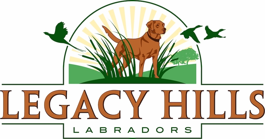 Gun Dog Breeders Gun Dog Breeders