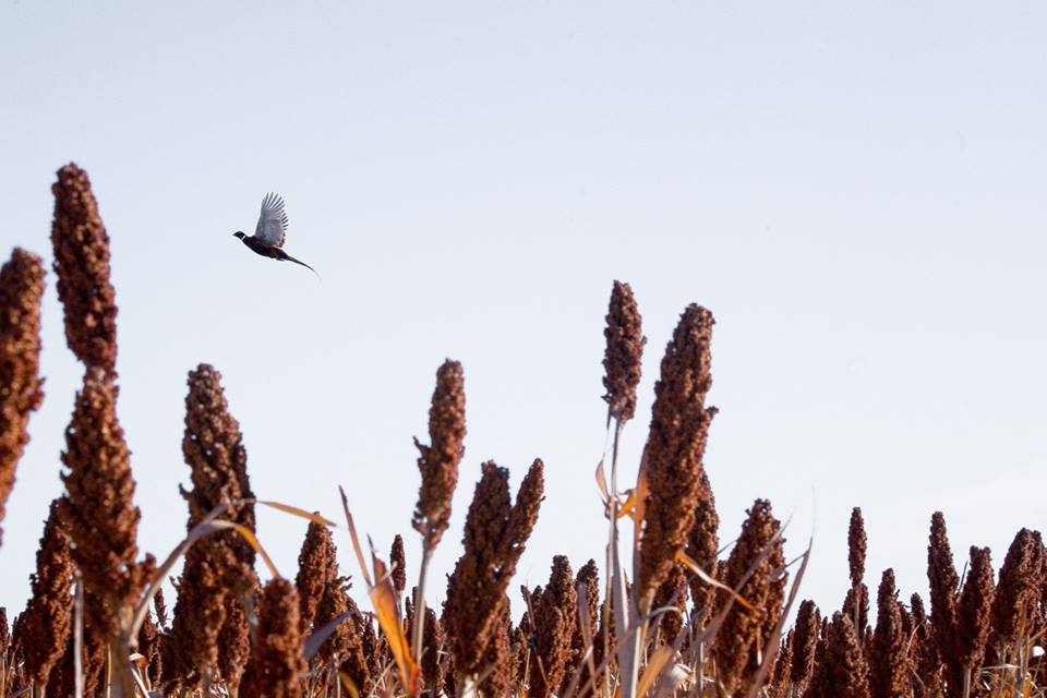 South Dakota Hunting Lodge Photography