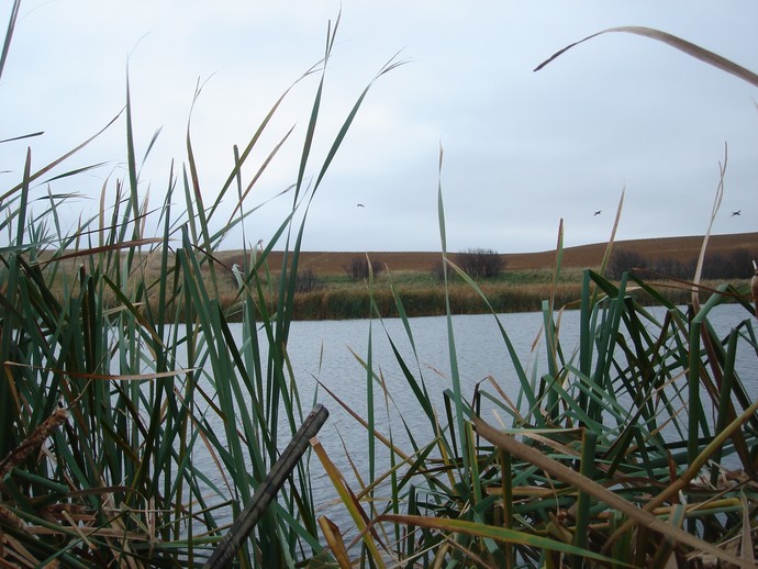 Ryan of 3plains duck hunting in North Dakota with Chris of UGUIDE.